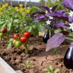 Tomates et aubergines : peut-on les planter côte à côte ?