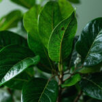 Ficus elastica : guide complet d'entretien pour un feuillage brillant sans aucun texte