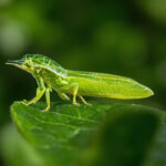 Le phasme feuille : guide complet sur l'espèce et l'élevage sans aucun texte