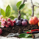 Guide complet du prunus prunus : variétés, culture et entretien sans aucun texte