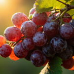 La grappe de raisin : structure, usages et bienfaits sans aucun texte