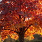 Liquidambar styraciflua : arbre ornemental au feuillage automnal sans aucun texte