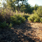 Prix ​​horaire d'un débroussaillage : guide et estimations sans aucun texte